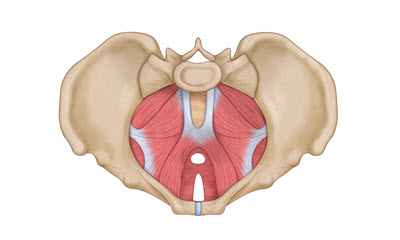 Clinical Anatomy of the Pelvic Floor: Cadaveric Pro-Section Lab Workshop for Physiotherapists