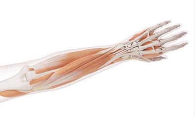 Clinical Anatomy of the Upper Extremity: Cadaveric Lab Workshop for Rehabilitation Professionals